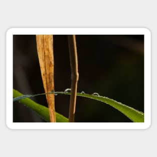 close up image of grass and dew Sticker